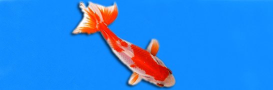 Sarasa Wakin Goldfish